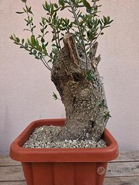  pre bonsai olivastro siciliano