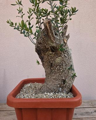  pre bonsai olivastro siciliano