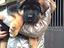Immagine 4