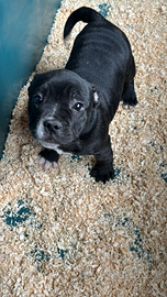 American bully pocket
