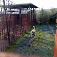 Kangal pastore dell anatolia