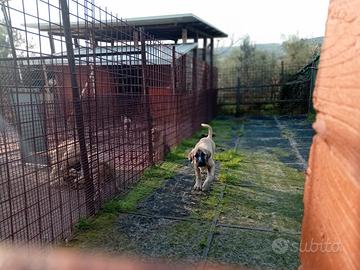 Kangal pastore dell anatolia