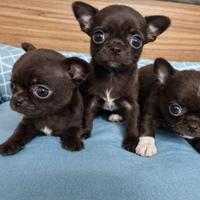 Cuccioli di chihuahua con pedigree