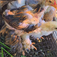 Brahma perniciato nero a maglia oro