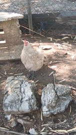 Galline e gallo