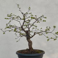 bonsai