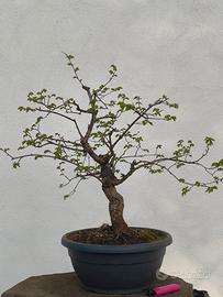 bonsai