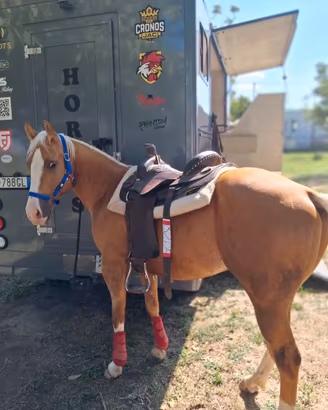 QH Palomino, castrone, 5 anni Doc americano