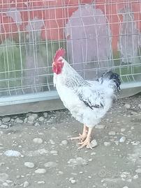 Galli da riproduzione