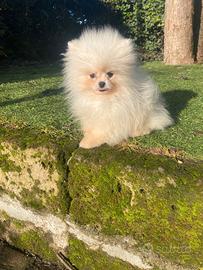 Spitz Pomerania cuccioli
