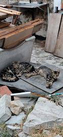 gattini