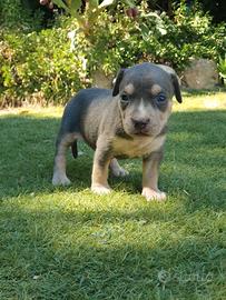 Pitbull tricolor