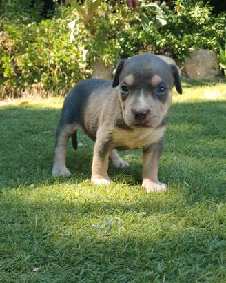 Pitbull tricolor