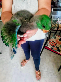 Pappagallo ecletto roratus