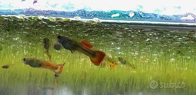 Guppy e mini guppy
