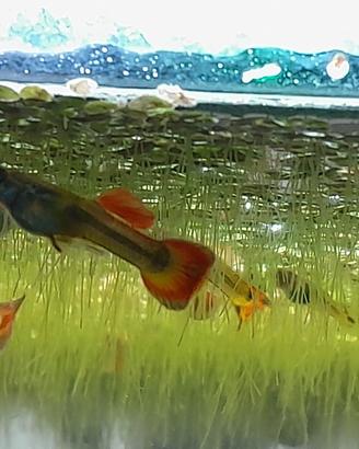 Guppy e mini guppy