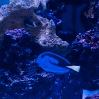 Pesce Chirurgo Blu ( hepatus) Dory