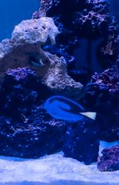 Pesce Chirurgo Blu ( hepatus) Dory