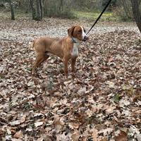 Cane da caccia al cinghiale