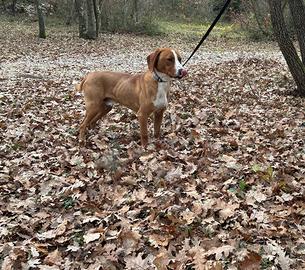 Cane da caccia al cinghiale