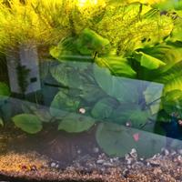 Starter kit acquario 