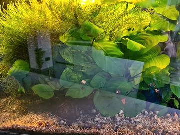 Starter kit acquario 