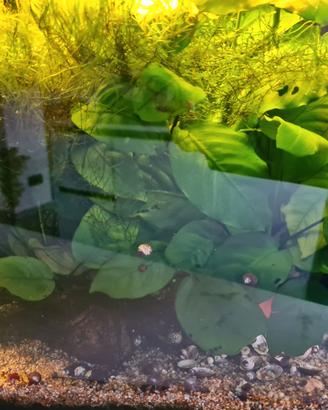 Starter kit acquario 