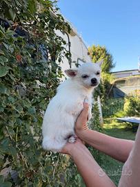 Chihuahua Bianco