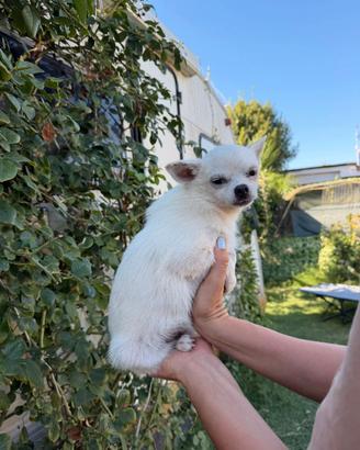 Chihuahua Bianco