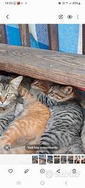 Gattini piccoli