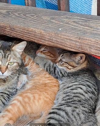 Gattini piccoli