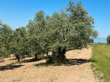 Splendido Uliveto Classe 1 (3.970 mq) con Ulivo Se