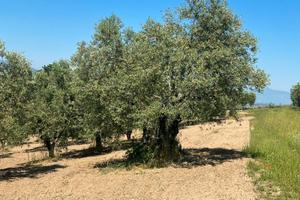 Splendido Uliveto Classe 1 (3.970 mq) con Ulivo Se