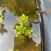 Bacopa caroliana