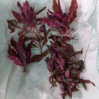 potature piante acquario