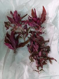 potature piante acquario