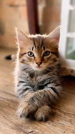 Gattina europea
