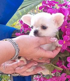 Cucciola di chihuahua toy