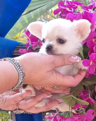 Cucciola di chihuahua toy