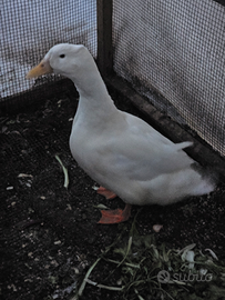 Anatra pechino maschio e galline ovaiole