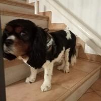 Cane cavalier king Charles spaniel