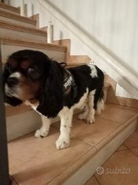 Cane cavalier king Charles spaniel