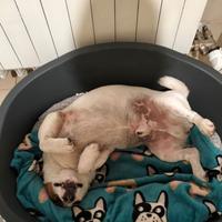 Jack Russell maschio