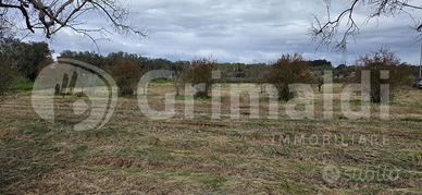 Terreno Agricolo Sannicola [Cod. rif 3307697VCG]
