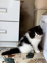 Gattino Persiano Bicolore Particolare