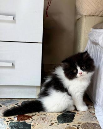 Gattino Persiano Bicolore Particolare