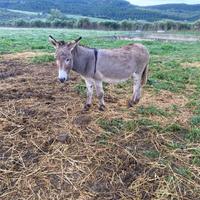 Coppia di asini Sardi