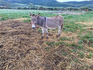 Coppia di asini Sardi