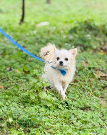 Cuccioli piccola taglia PREZZO A PARTIRE DA