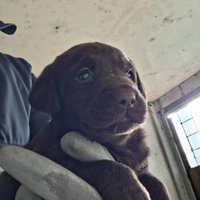 Labrador